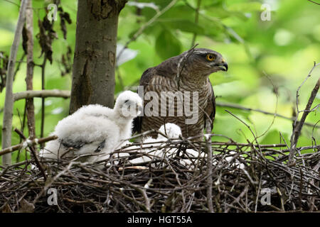 Sperber (Accipiter Nisus), erwachsenes Weibchen mit Küken auf ihre Horst in ein Laubbaum, beobachten, mit der Aufforderung, Tierwelt, Europa. Stockfoto