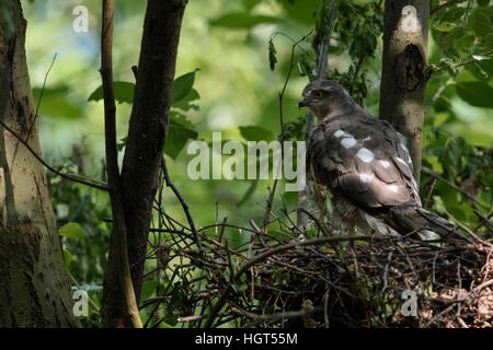 Sperber (Accipiter Nisus), erwachsenes Weibchen, gelegen am Rande von seinem Nest beobachten um aufmerksam, Rückseite View. Stockfoto