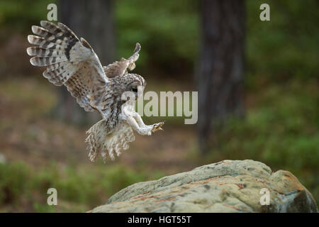 Tawny Owl ( Strix aluco ) in flight, flying, landing on a rock, wide open wings, stretched wings, side view, angel-like pose. Stockfoto