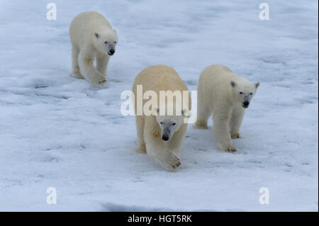 Mutter Eisbär (Ursus Maritimus) gehen mit zwei jungen auf einem schmelzenden Eisscholle, Insel Spitzbergen, Svalbard Archipel, Norwegen, Europa Stockfoto