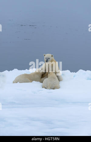 Mutter Eisbär (Ursus Maritimus) Krankenpflege zwei jungen am Rande des schmelzenden Eisscholle, Insel Spitzbergen, Svalbard Archipel, Norwegen, Europa Stockfoto