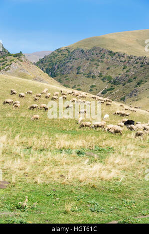 Weidenden Schafen, Ile-Alatau National Park, Tien Shan-Gebirge, Assy Plateau, Almaty, Kasachstan, Zentralasien Stockfoto