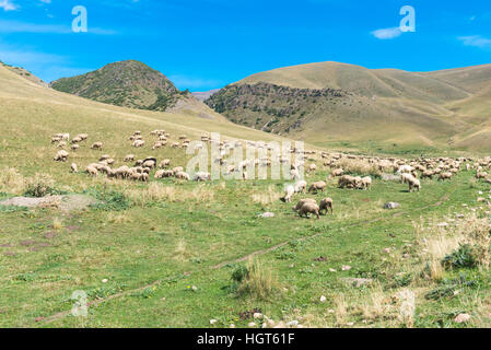 Weidenden Schafen, Ile-Alatau National Park, Tien Shan-Gebirge, Assy Plateau, Almaty, Kasachstan, Zentralasien Stockfoto