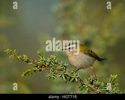 Gemeinsamen Firecrest (Regulus Ignicapillus). Erwachsenen thront auf einem Zweig Wacholder Stockfoto