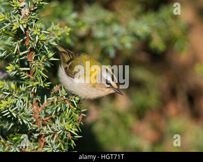 Gemeinsamen Firecrest (Regulus Ignicapillus). Erwachsenen thront auf einem Zweig Wacholder Stockfoto