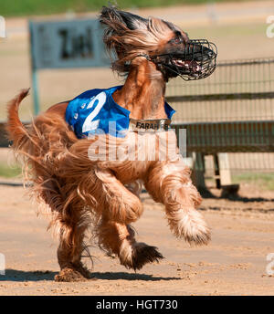 Afghanischer Windhund in einem Greyhound-Rennen. Deutschland Stockfoto