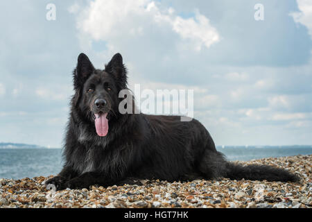 Ein schwarzer Deutscher Schäferhund Hund Festlegung mit The Solent im Hintergrund. Stockfoto