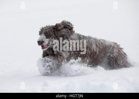 Reinrassige glücklich englischer Cocker Spaniel Hund spielen und laufen in den frisch gefallenen Schnee staubig und flauschig Stockfoto