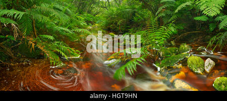 Red River durch üppigen Regenwald in der Garden Route National Park in Südafrika. Stockfoto