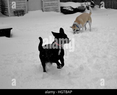 Hunde spielen im ersten Schnee fallen Virginia Stockfoto