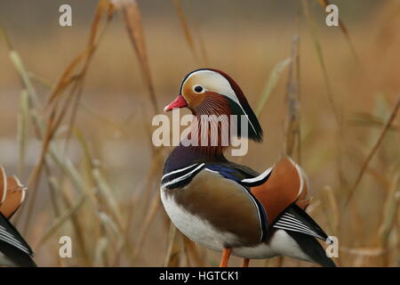 Mandarin Ente Stockfoto