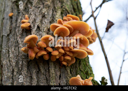 Parasitäre Hallimasch (Armillaria Mellea) Leben auf einem Wald Baum, UK. Stockfoto