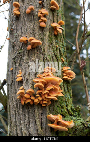 Parasitäre Hallimasch (Armillaria Mellea) Leben auf einem Wald Baum, UK. Stockfoto