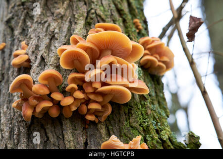 Parasitäre Hallimasch (Armillaria Mellea) Leben auf einem Wald Baum, UK. Stockfoto