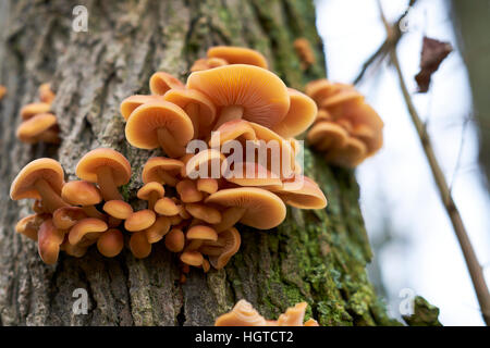 Parasitäre Hallimasch (Armillaria Mellea) Leben auf einem Wald Baum, UK. Stockfoto