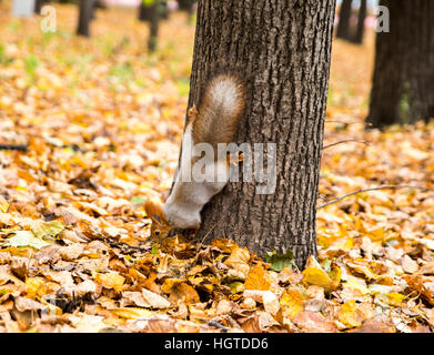 Eichhörnchen ist vom Baum hinunter Stockfoto