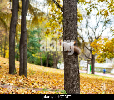 Eichhörnchen im Baum Stockfoto