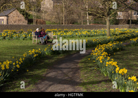 Zwei Leute sitzen auf einer Holzbank, umgeben von Narzissen auf Anzeigen frühen Zeichen der englischen Landschaft Frühling Stockfoto