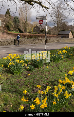 Narzissen auf Anzeigen frühe Zeichen der englischen Landschaft Frühling Stockfoto