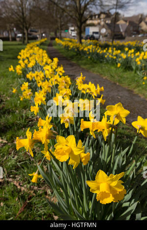 Narzissen auf Anzeigen frühe Zeichen der englischen Landschaft Frühling Stockfoto