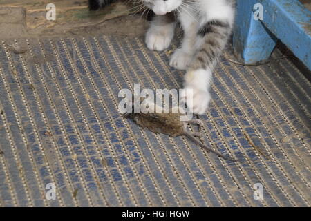 Die Katze fing die Maus. Die Katze frisst die Maus Gefangene. Jäger zu Hause. Stockfoto