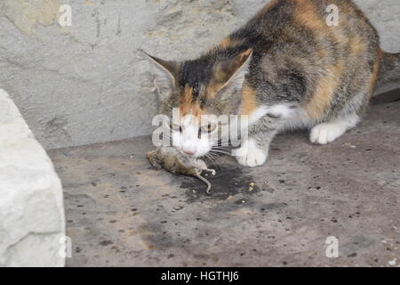 Die Katze fing die Maus. Die Katze frisst die Maus Gefangene. Jäger zu Hause. Stockfoto