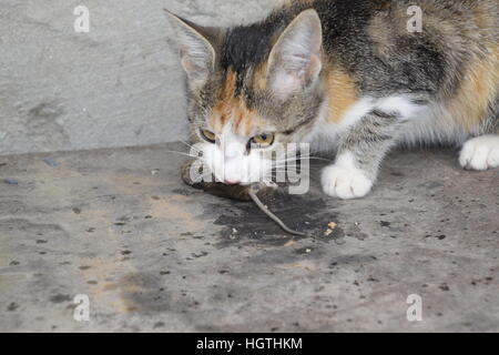 Die Katze fing die Maus. Die Katze frisst die Maus Gefangene. Jäger zu Hause. Stockfoto