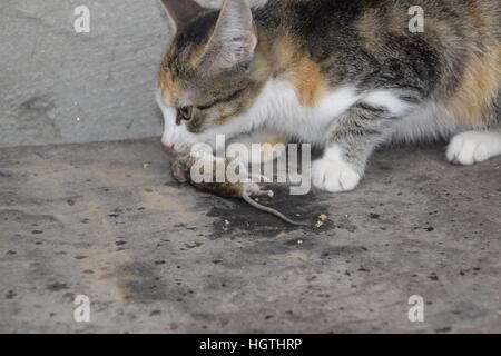 Die Katze fing die Maus. Die Katze frisst die Maus Gefangene. Jäger zu Hause. Stockfoto