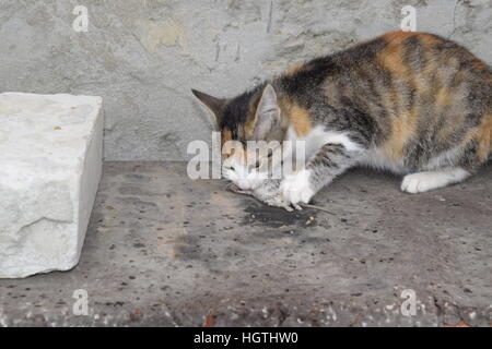 Die Katze fing die Maus. Die Katze frisst die Maus Gefangene. Jäger zu Hause. Stockfoto