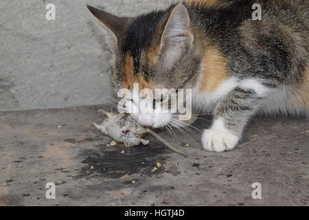 Die Katze fing die Maus. Die Katze frisst die Maus Gefangene. Jäger zu Hause. Stockfoto