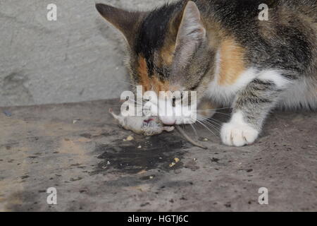 Die Katze fing die Maus. Die Katze frisst die Maus Gefangene. Jäger zu Hause. Stockfoto