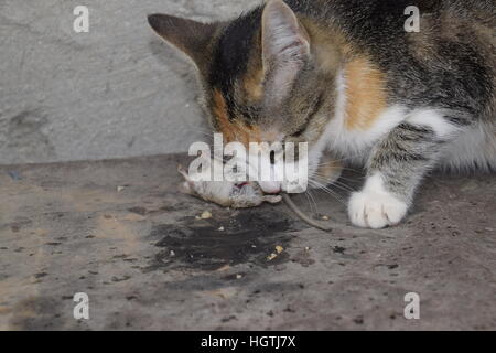 Die Katze fing die Maus. Die Katze frisst die Maus Gefangene. Jäger zu Hause. Stockfoto