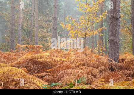 Junge Buche wächst unter den goldenen Bracken und hohen Tannen Harlestone Tannen in der Nähe von Northampton, Northamptonshire, England Stockfoto