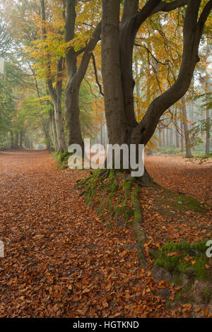 Alte Buche Avenue innerhalb Harlestone Tannen am Rande von Northampton an einem nebligen Novembermorgen, Northamptonshire, England Stockfoto