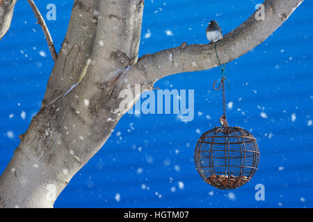 Dunkel-gemustertes Junco (Junco Hyemalis) an ein System voller Erdnüsse. Stockfoto