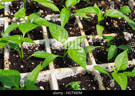 Pfeffer-Sämling Transplantationen wächst in einer Styropor-Schale. Stockfoto