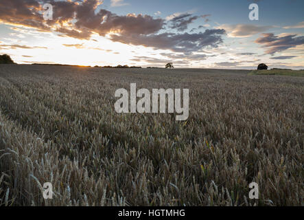 Die untergehende Sonne über ein weites Feld an gereiften Weizen mit eine interessante Wolkengebilde, in der Nähe von Holdenby in Northamptonshire, England, UK Stockfoto