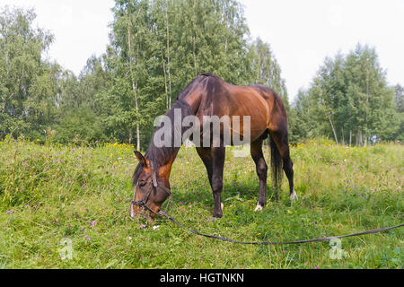 Sauerampfer Pferd grasen auf einer Wiese am Waldrand Stockfoto