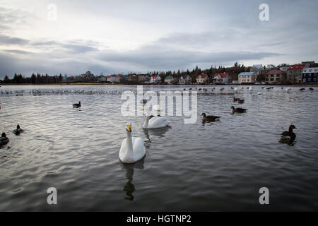 Schwärme von Schwänen und Enten schwimmen in Tjörnin-Sees oder Ententeich in ReyKjavik, Island Stockfoto