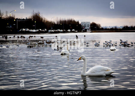 Schwärme von Schwänen und Enten schwimmen in Tjörnin-Sees oder Ententeich in ReyKjavik, Island Stockfoto