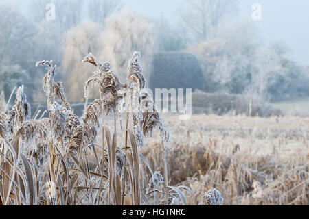 Phragmites Australis. Gemeinsamen Reed bedeckt in Raureif durch einen Kanal auf einem Dezembermorgen. Oxfordshire, England Stockfoto