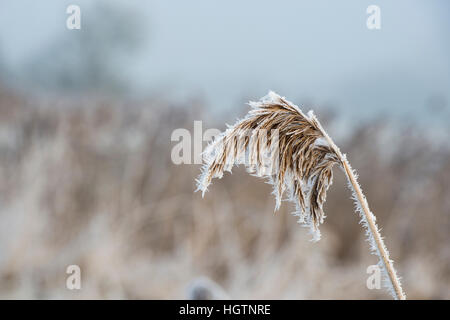 Phragmites Australis. Gemeinsamen Reed bedeckt in Raureif durch einen Kanal auf einem Dezembermorgen. Oxfordshire, England Stockfoto