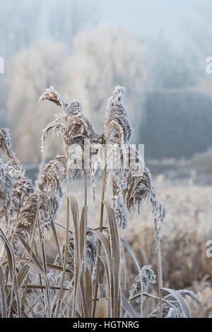 Phragmites Australis. Gemeinsamen Reed bedeckt in Raureif durch einen Kanal auf einem Dezembermorgen. Oxfordshire, England Stockfoto