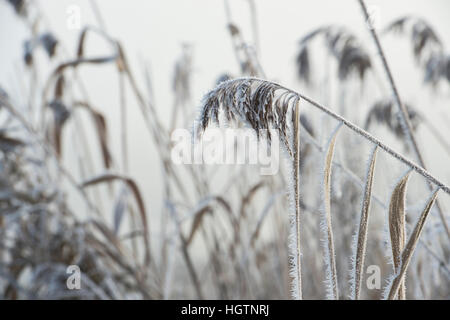 Phragmites Australis. Gemeinsamen Reed bedeckt in Raureif durch einen Kanal auf einem Dezembermorgen. Oxfordshire, England Stockfoto