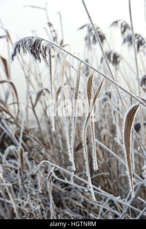 Phragmites Australis. Gemeinsamen Reed bedeckt in Raureif durch einen Kanal auf einem Dezembermorgen. Oxfordshire, England Stockfoto