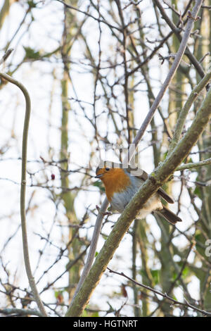 Erithacus Rubecula. Robin in einem Gebüsch im winter Stockfoto