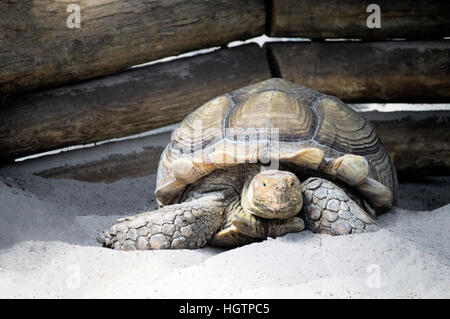 Ein Afrikaner trieb Schildkröte kriecht in den Sand unter dem Holz Pavillon im Gulfarium Marine Adventure Park. Stockfoto
