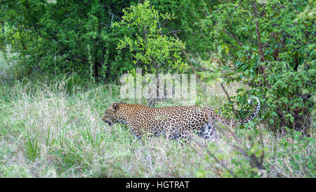 Leopard im Yala National Park, Sri Lanka; Spezies Panthera Pardus Familie felidae Stockfoto