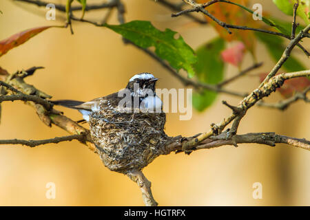 Weißer-browed Fantail Fliegenfänger in Uda Walawe, Sri Lanka; Specie Rhipidura Aureola Familie von Rhipiduridae Stockfoto