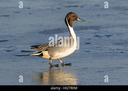 Männlichen Northern Pintail (Anas Acuta) zu Fuß auf dem Eis, Gloucestershire, England Stockfoto